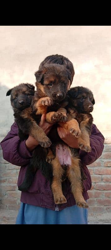 gsd puppy long cot 0