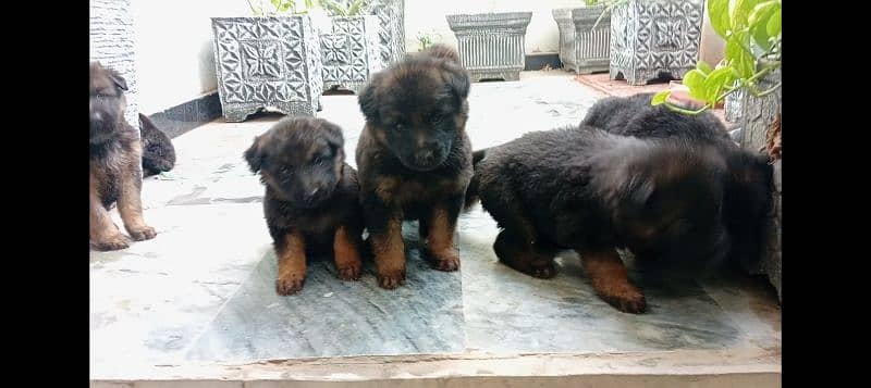 gsd puppy long cot 2