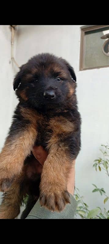 gsd puppy long cot 3