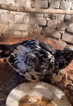 Aseel female with 6 chicks