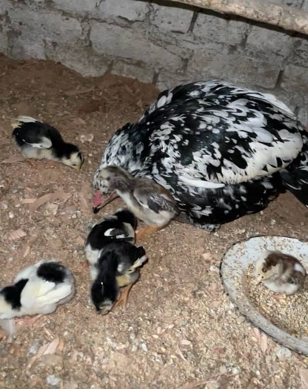 Aseel female with 6 chicks 1