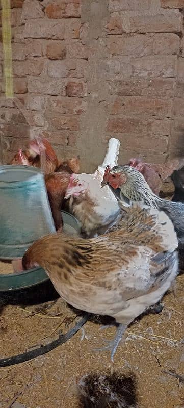 egg laying chickens 3