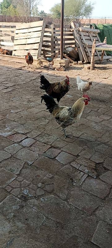 egg laying chickens 5