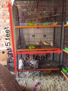 cage for sale Gray angora rabbit female for sale