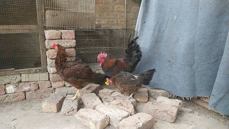 Australorp Cross male 1 Misri & 1 Aseel Female 0