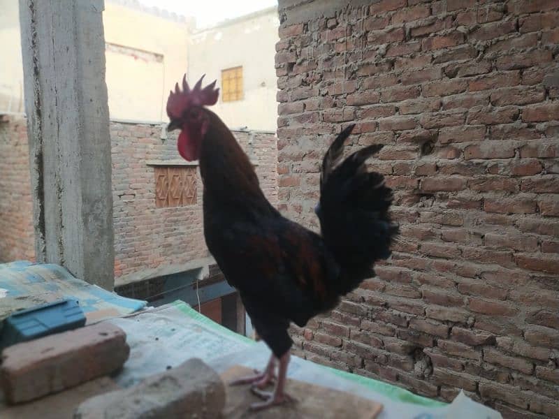 Australorp Cross male 1 Misri & 1 Aseel Female 2