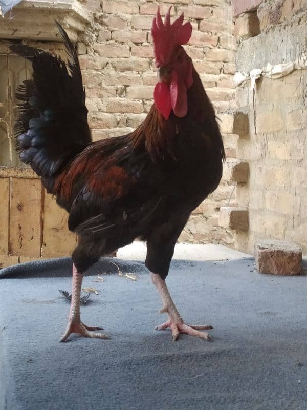 Australorp Cross male 1 Misri & 1 Aseel Female 3