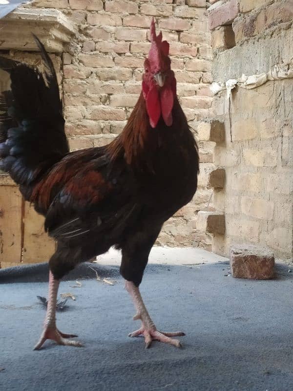 Australorp Cross male 1 Misri & 1 Aseel Female 5