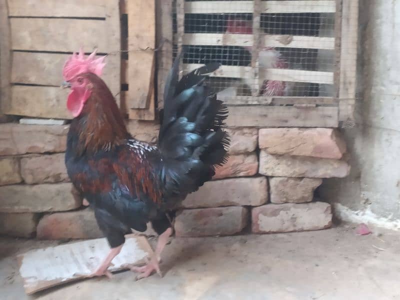 Australorp Cross male 1 Misri & 1 Aseel Female 6