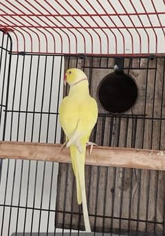 yellow male 03353481775