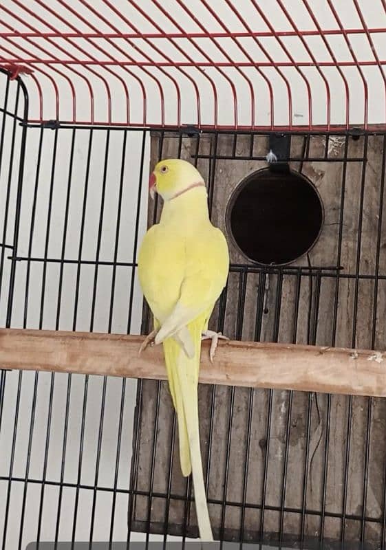 yellow male 03353481775 0