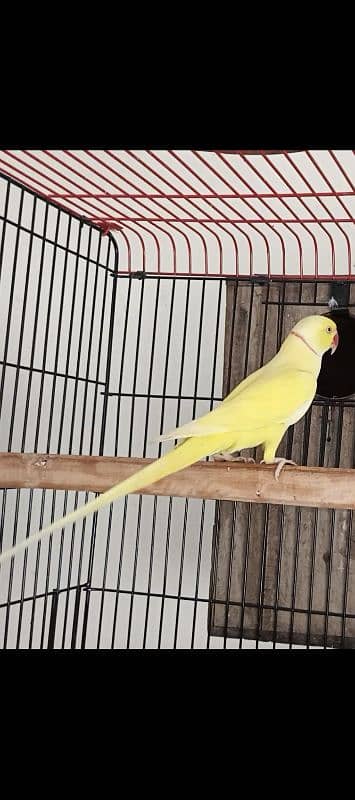 yellow male 03353481775 1