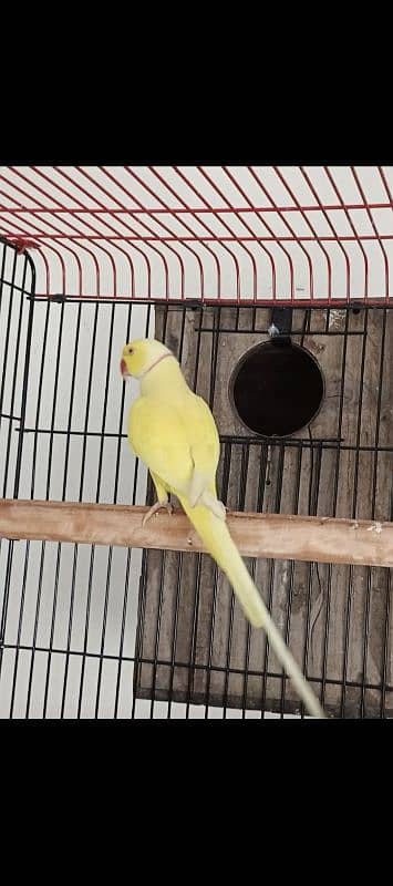 yellow male 03353481775 2