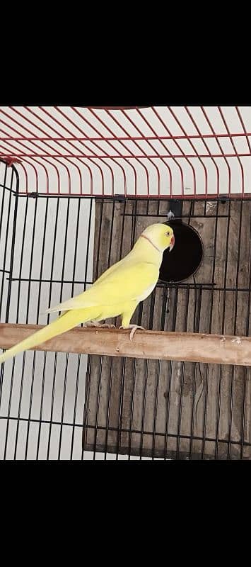 yellow male 03353481775 3