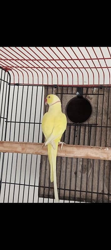 yellow male 03353481775 5