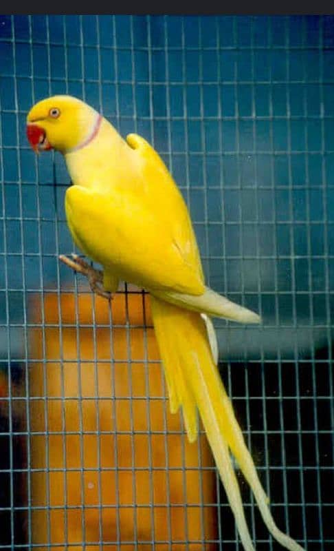 yellow male 03353481775 6