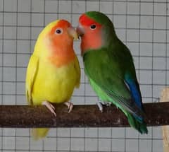 common lovebirds and green and yellow lovebirds