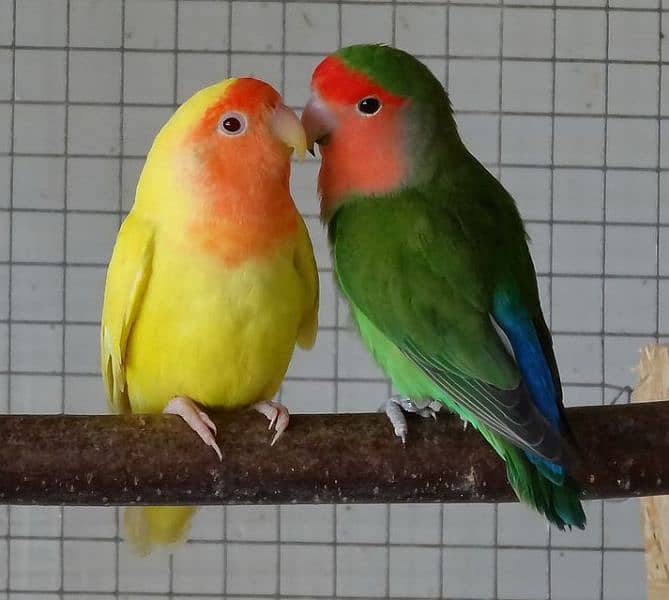 common lovebirds and green and yellow lovebirds 0