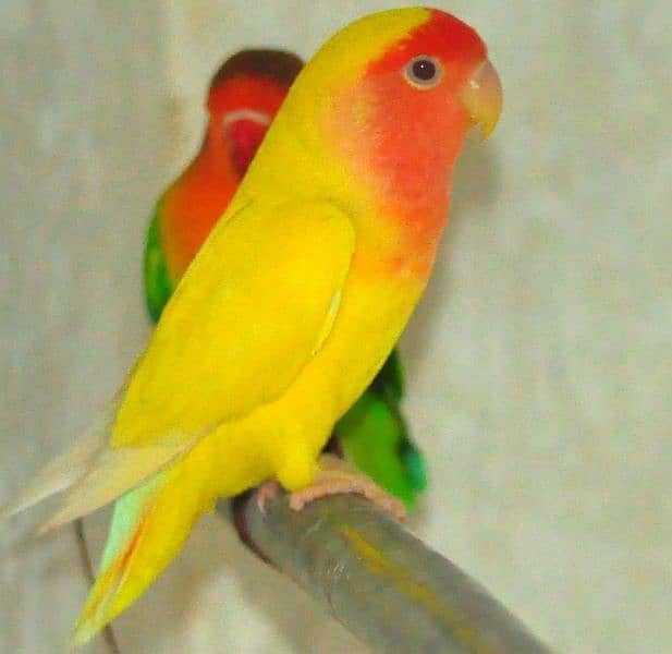 common lovebirds and green and yellow lovebirds 1