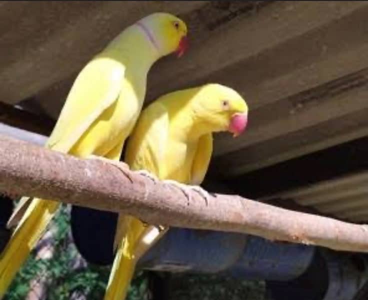 colour ringneck pairs available 0