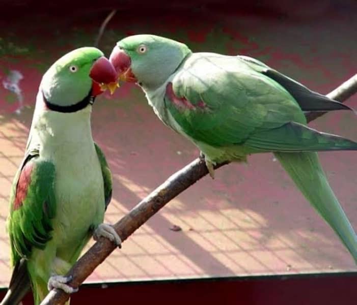 colour ringneck pairs available 5