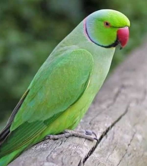 colour ringneck pairs available 8