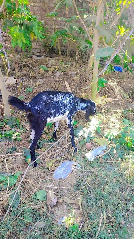 Female Goat for sale 9