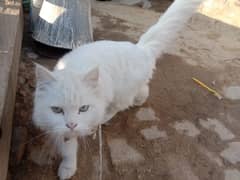 Persian cat for sale