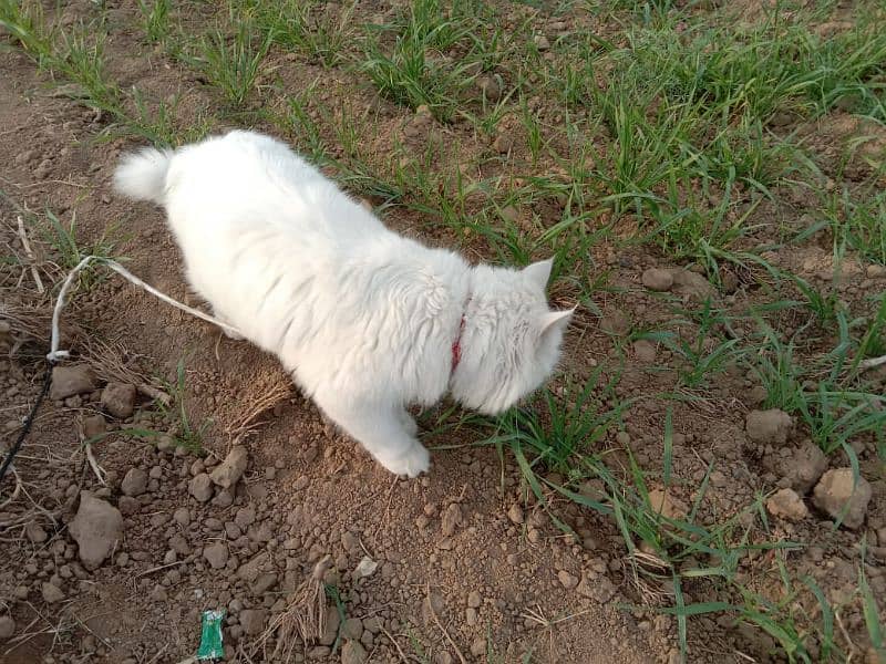 Persian cat for sale 1