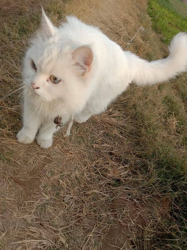 Persian cat for sale 3