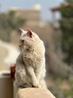 Persian trained cat