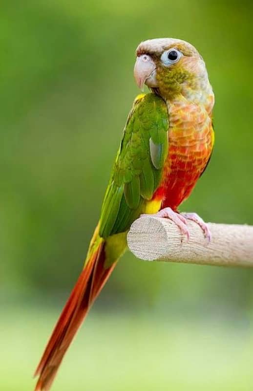 all conure moatation available 2