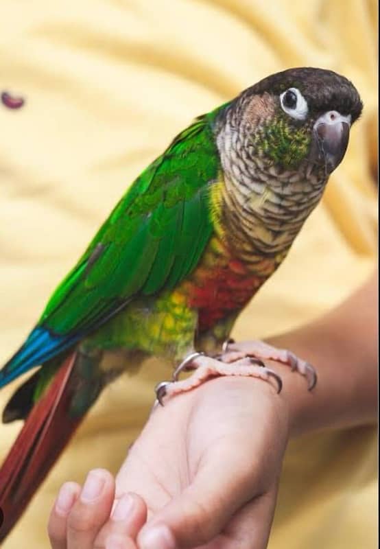 all conure moatation available 4