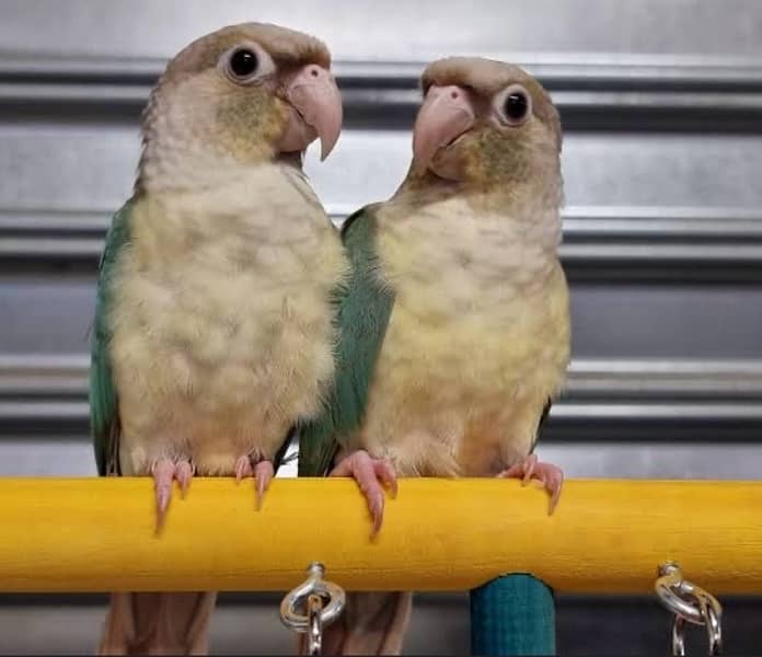 all conure moatation available 5