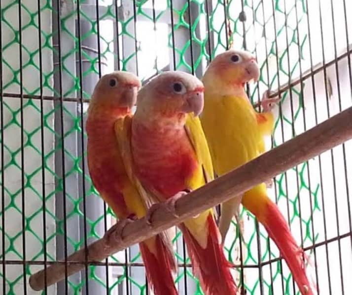 all conure moatation available 7