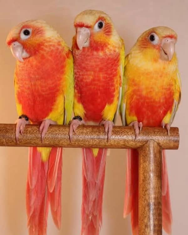 all conure moatation available 8