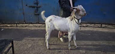 bakra