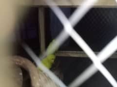 Australian parrots urgent for sale what'sapp number 03051613427