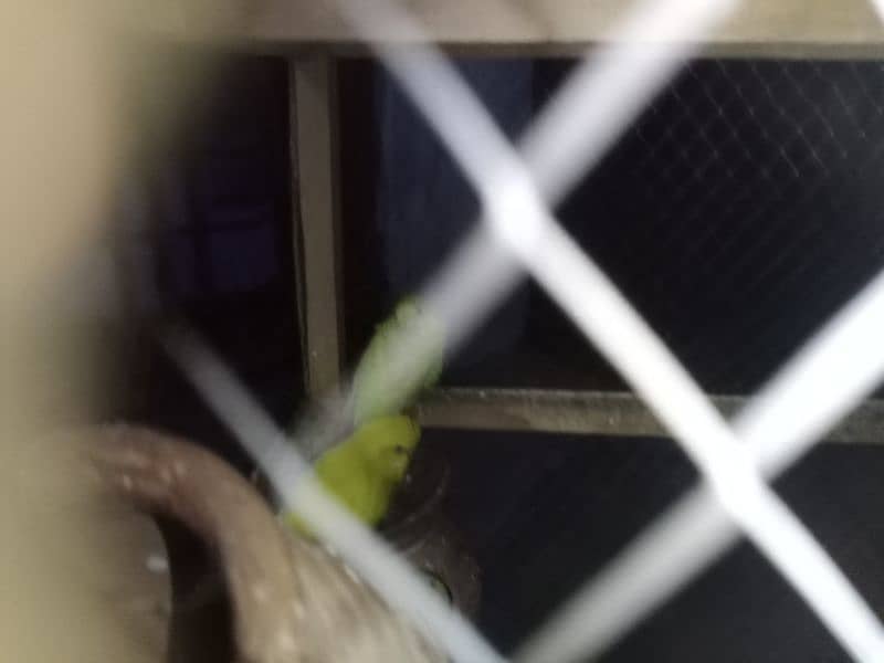 Australian parrots urgent for sale what'sapp number 03051613427 0