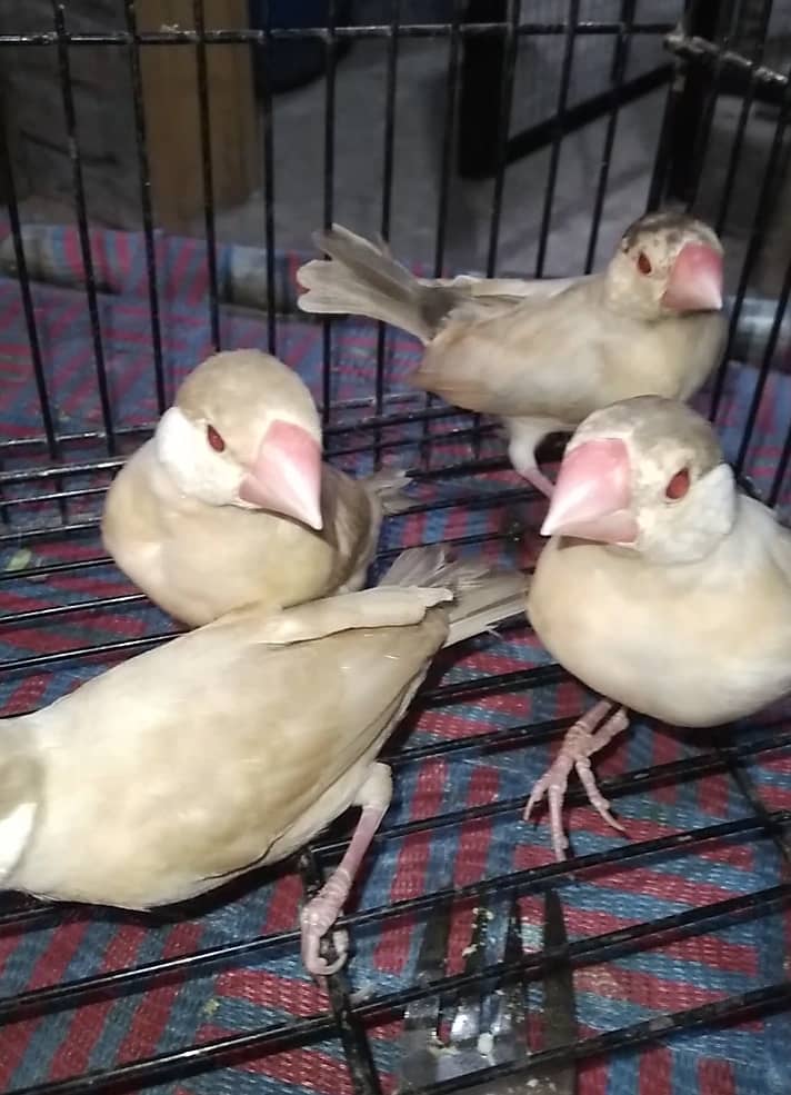 Fawn java Adult and Pathay available Birds 1