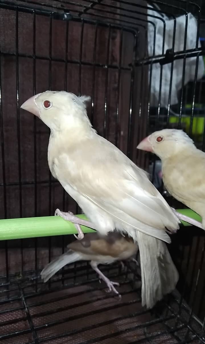 Fawn java Adult and Pathay available Birds 3