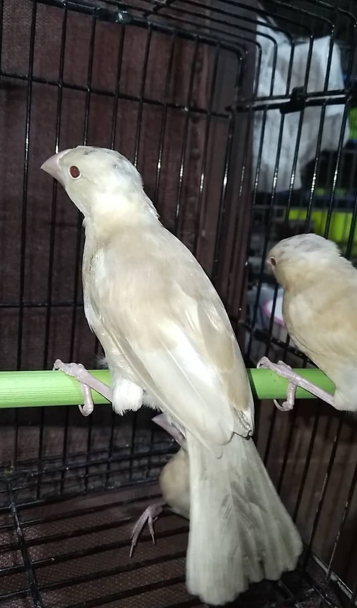 Fawn java Adult and Pathay available Birds 4