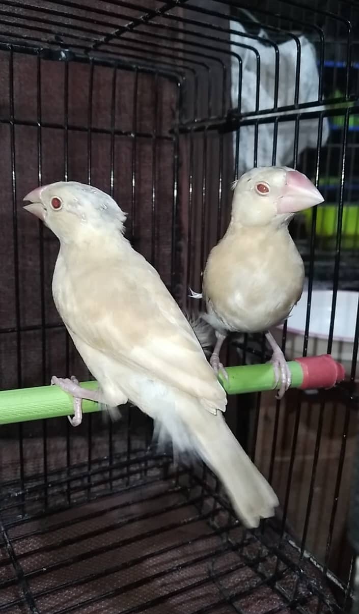 Fawn java Adult and Pathay available Birds 5