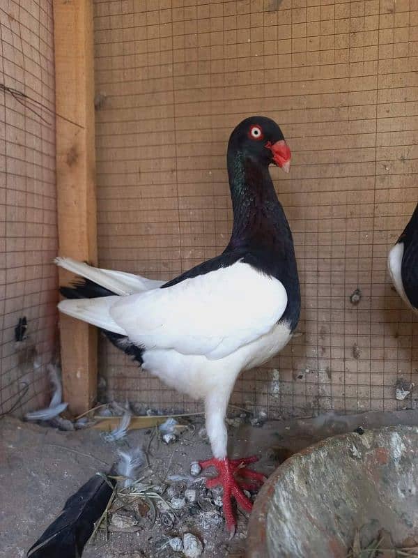 high quality black shoulder Danish male available 1