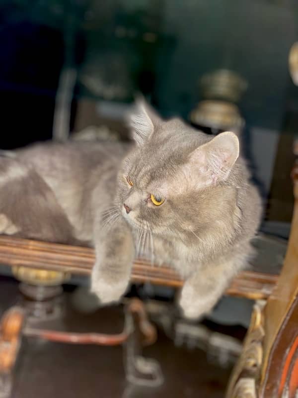 persian healthy cat 1