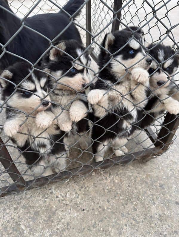 Siberian Husky Puppies for Sale 0