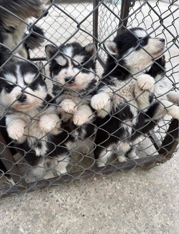 Siberian Husky Puppies for Sale 1