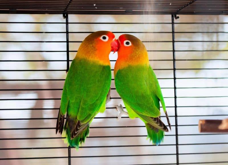 common lovebirds and green and yellow lovebirds 2