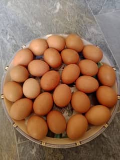 lohman egg for sale 60 +  gram