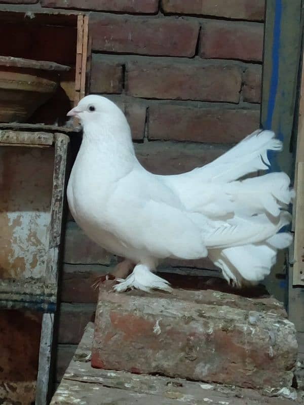 fancy pigeon  03137162262 0